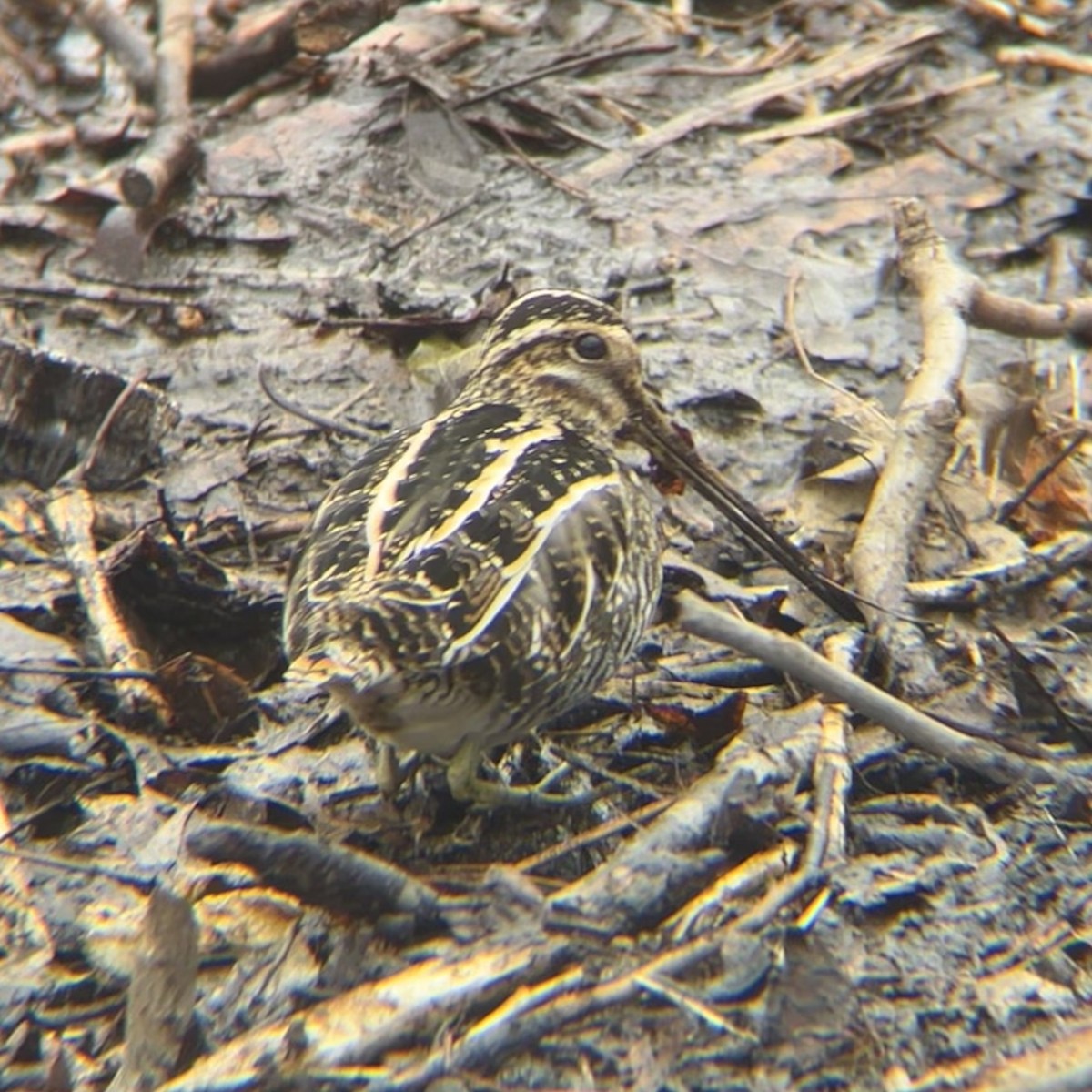 Wilson's Snipe - ML631038560
