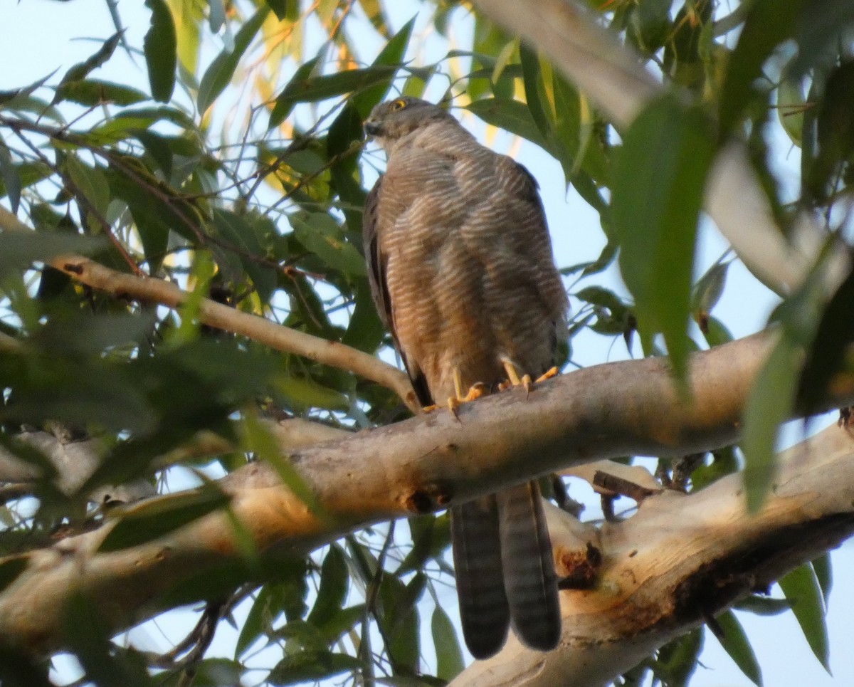 Collared Sparrowhawk - ML631038575