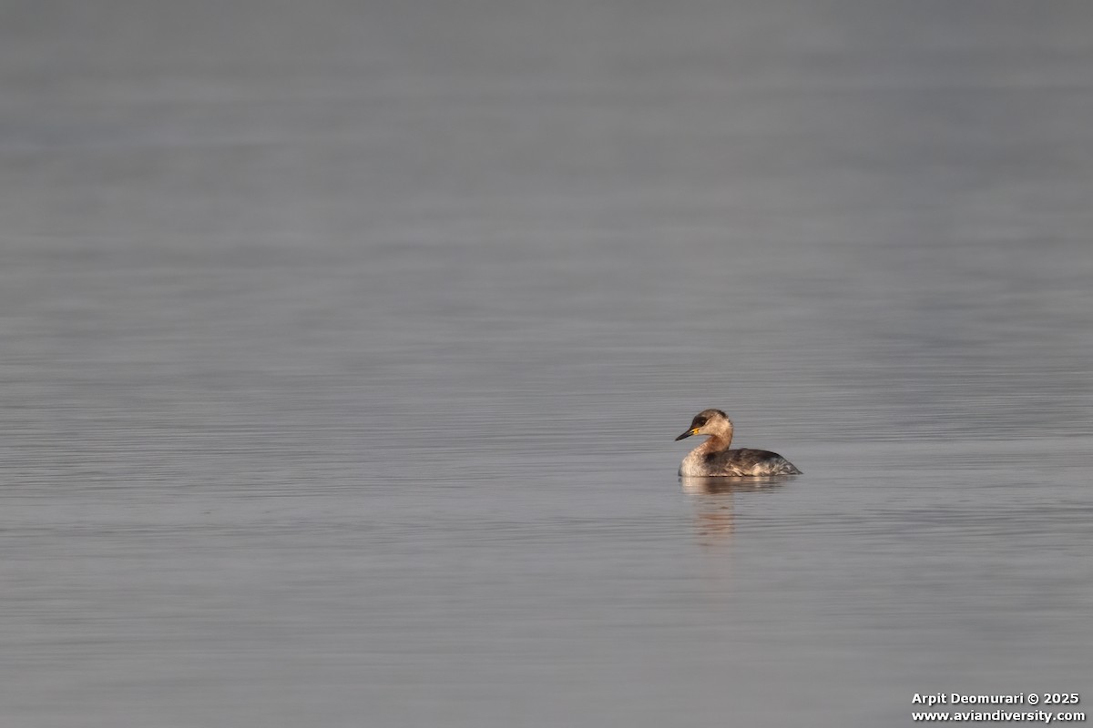 Grèbe jougris - ML631038765