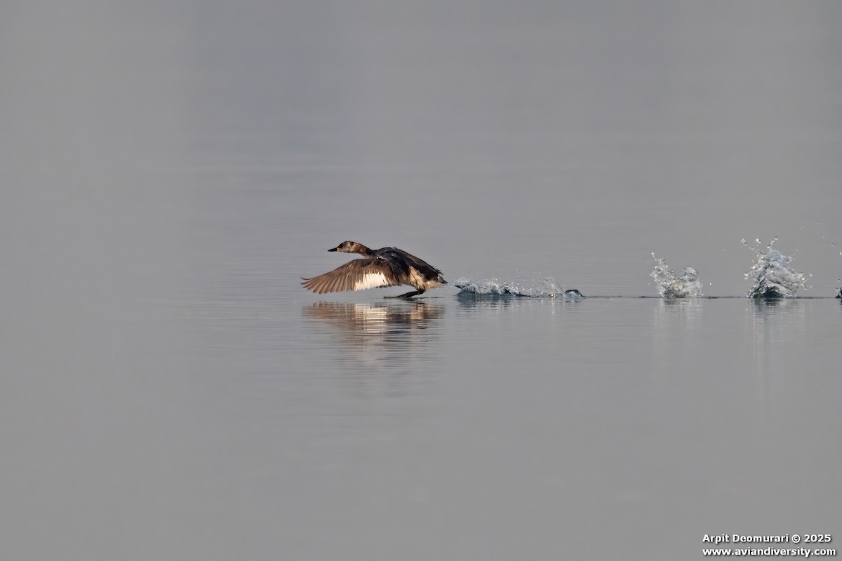 Grèbe jougris - ML631038768