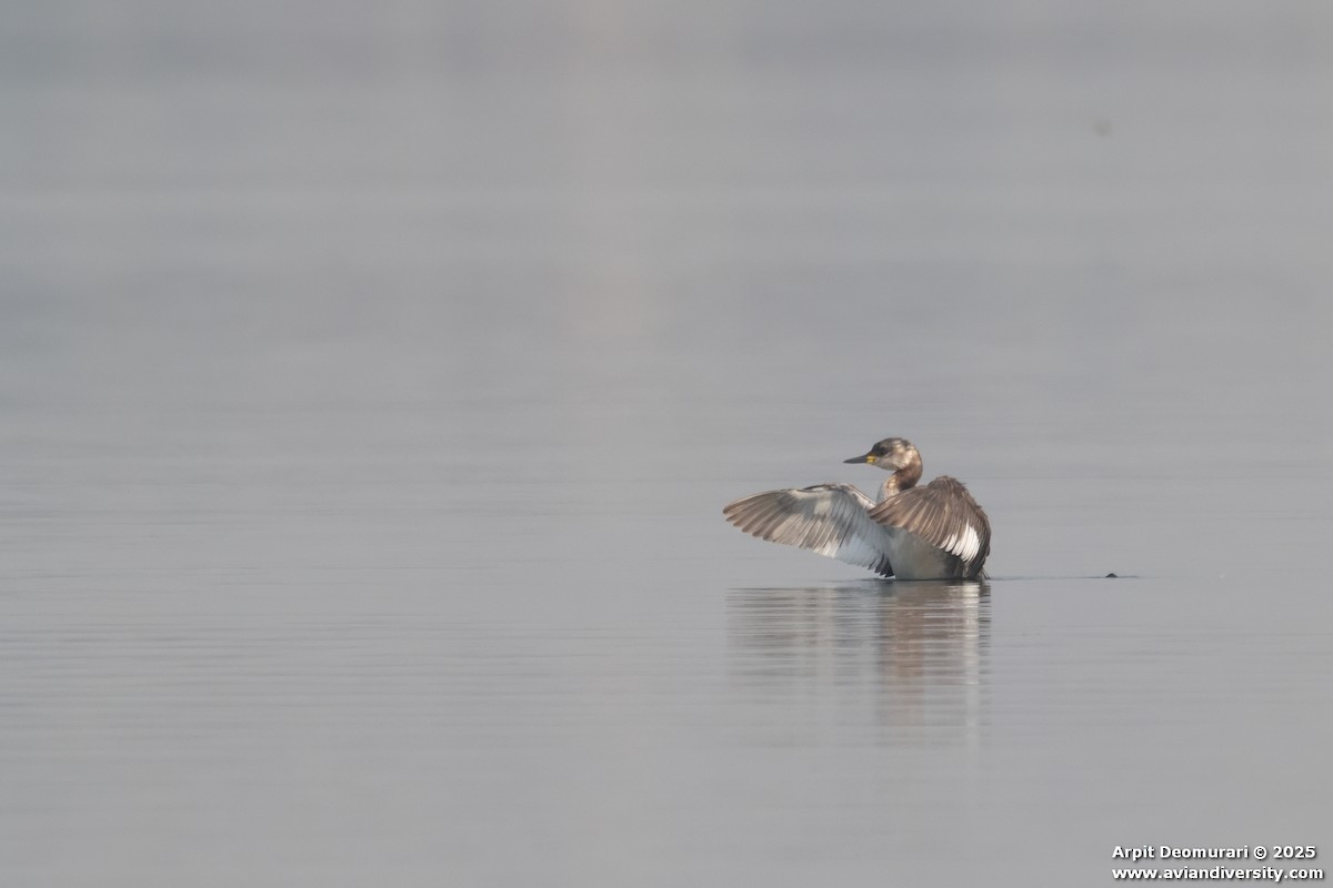 Grèbe jougris - ML631038769