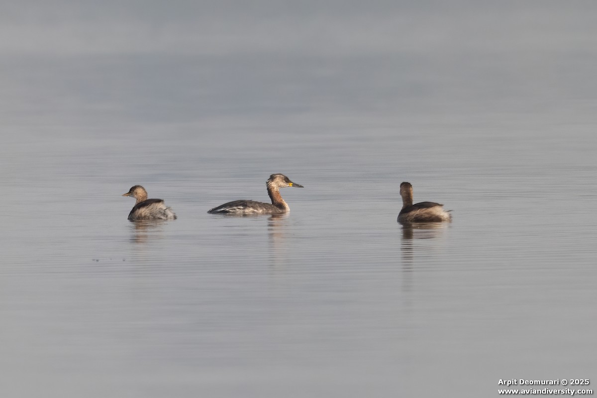 Grèbe jougris - ML631038770