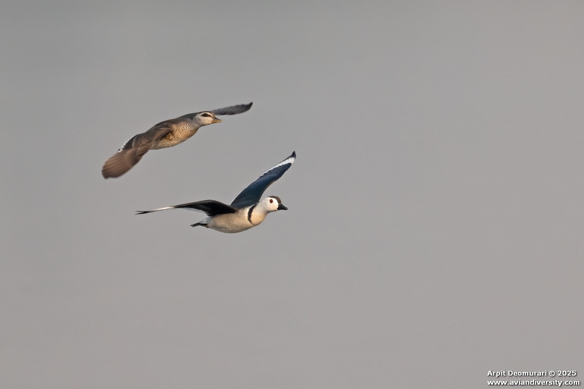Anserelle de Coromandel - ML631038784