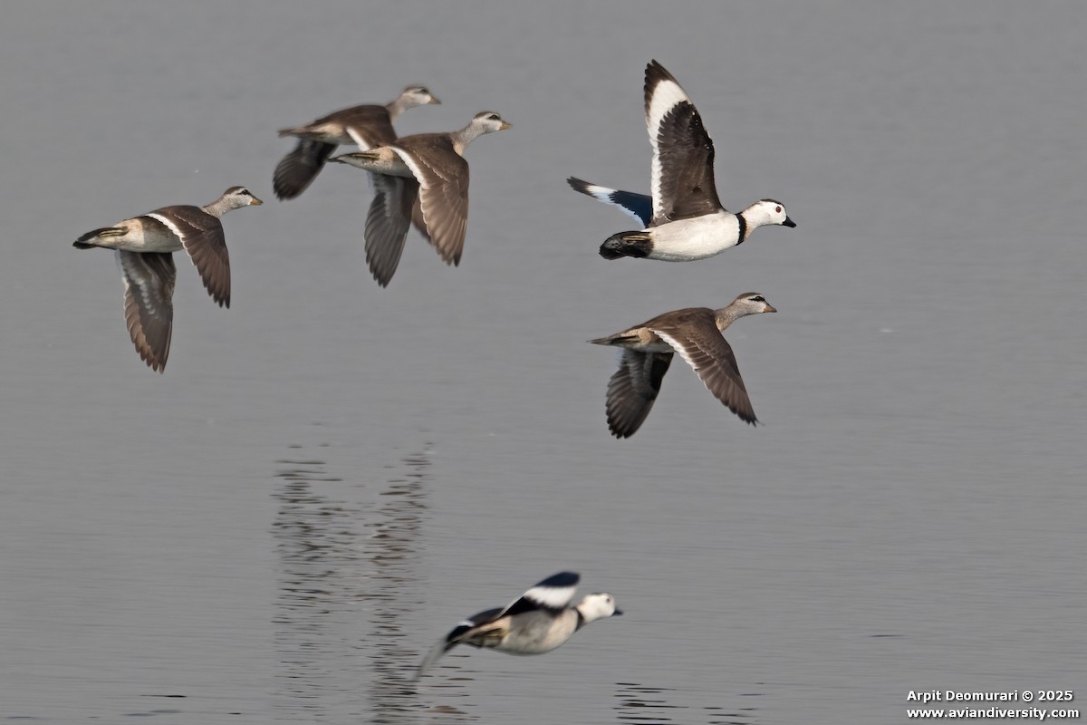 Anserelle de Coromandel - ML631038785