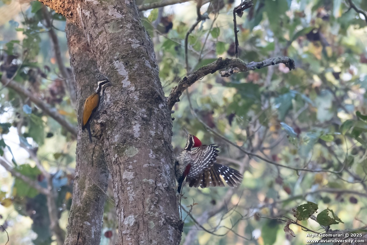 Pic de Tickell - ML631038805