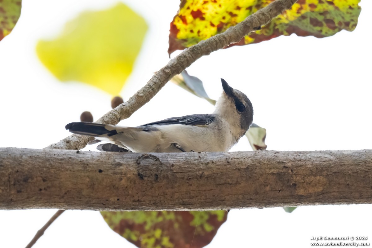Minivet cendré - ML631038808