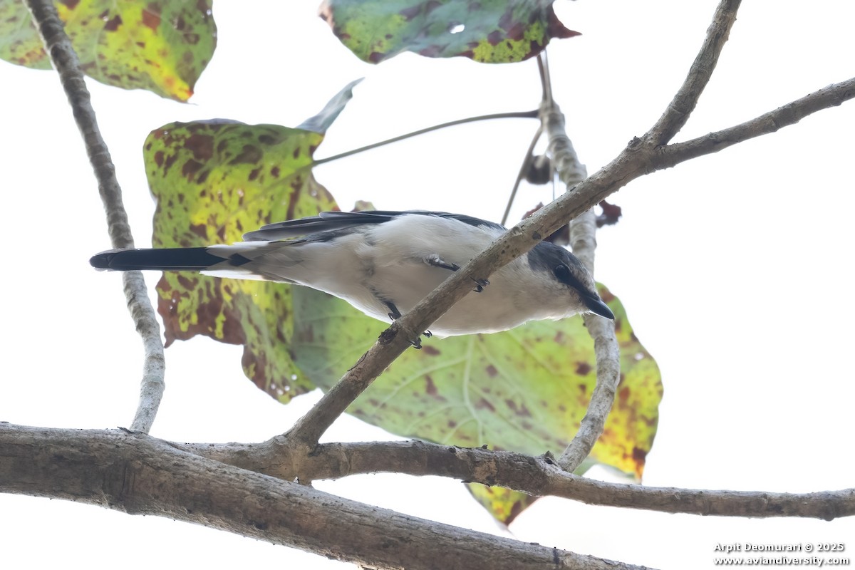 Minivet cendré - ML631038809