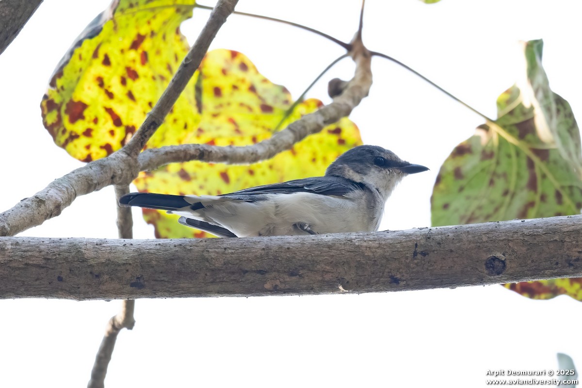 Minivet cendré - ML631038810