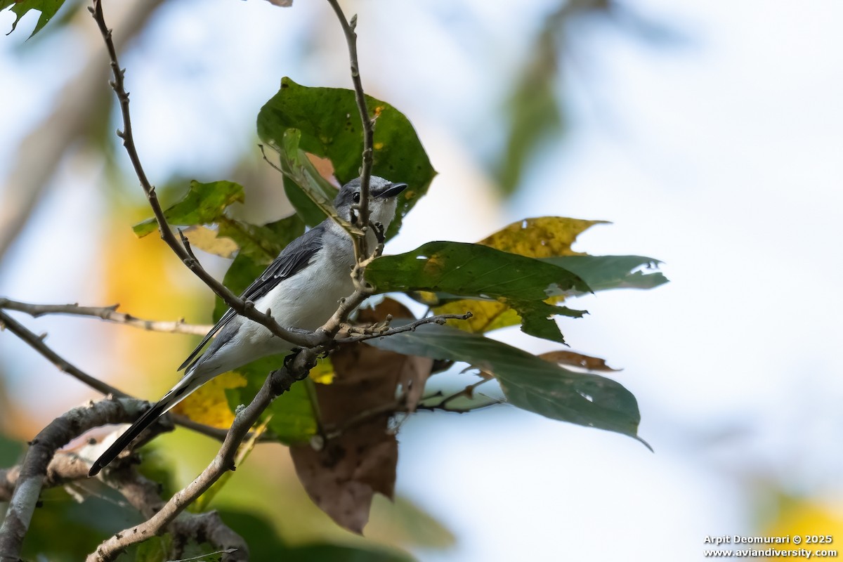 Minivet cendré - ML631038811