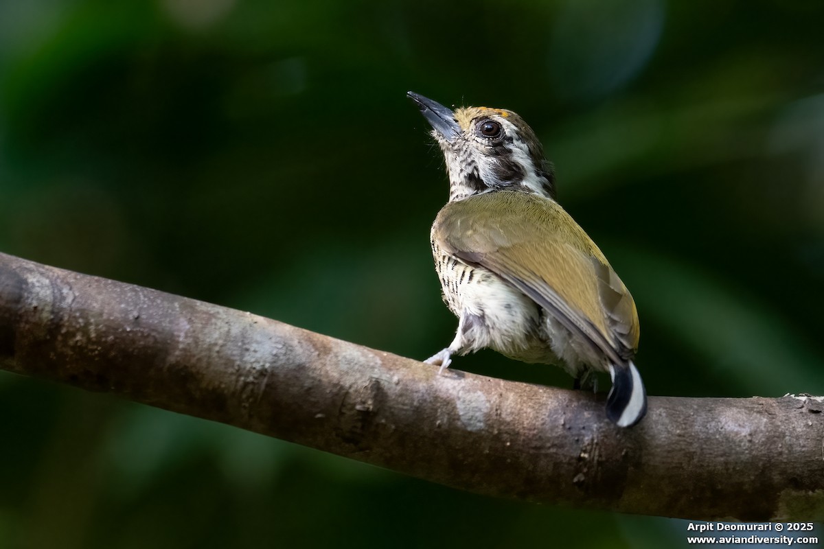 Picumne tacheté - ML631038840