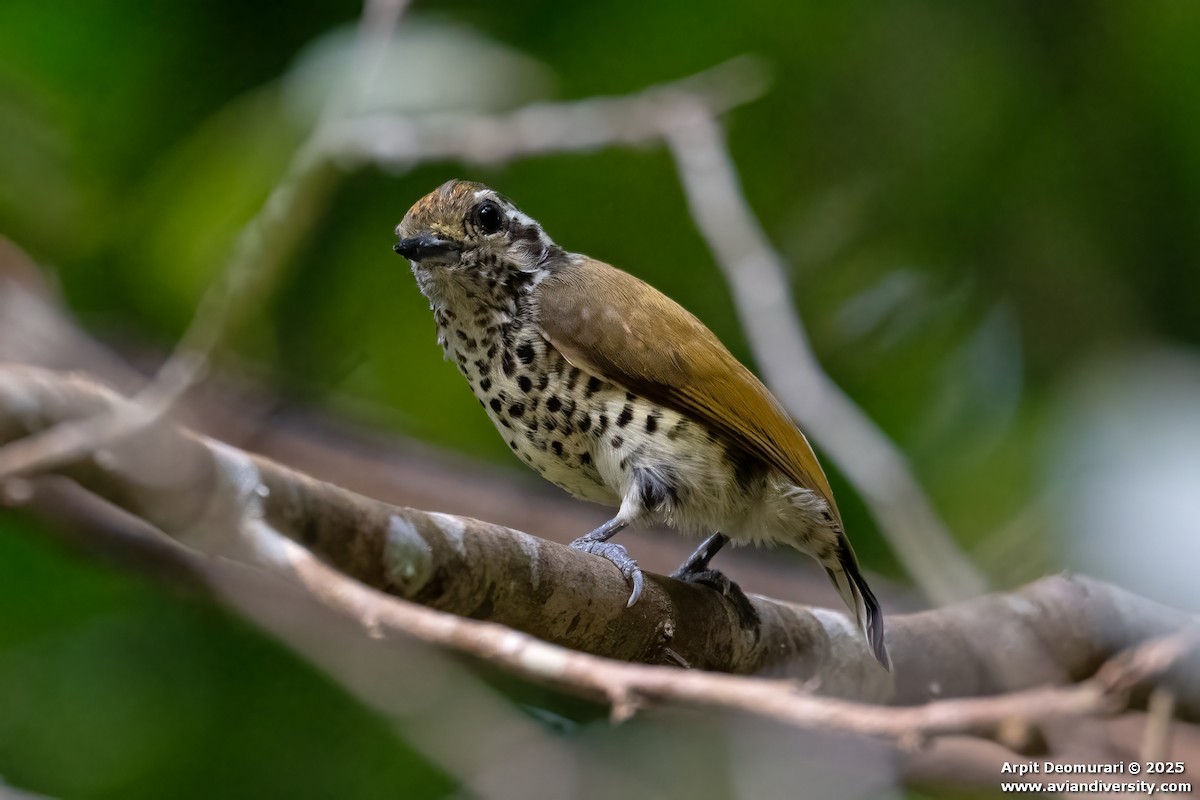 Picumne tacheté - ML631038841