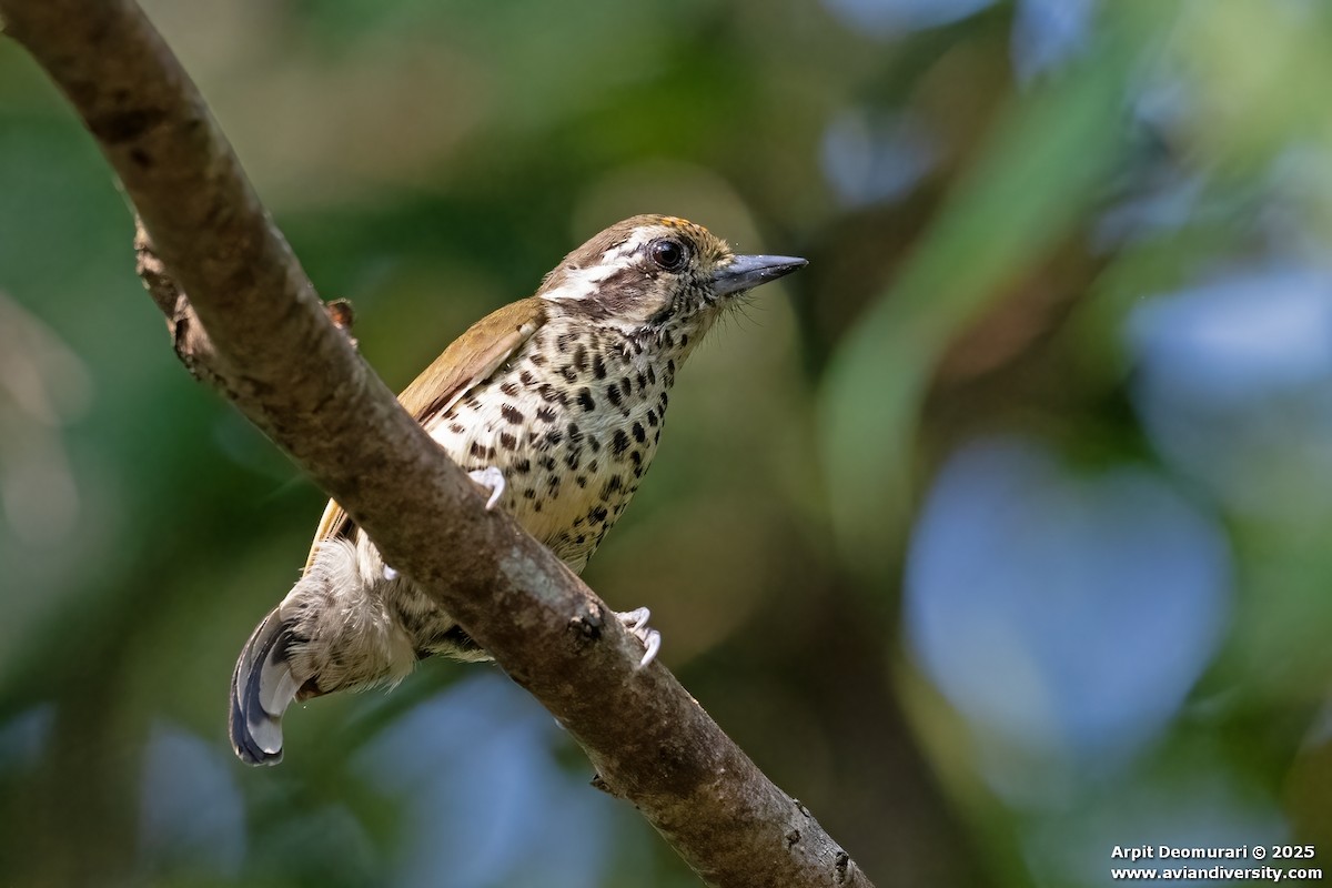 Picumne tacheté - ML631038842