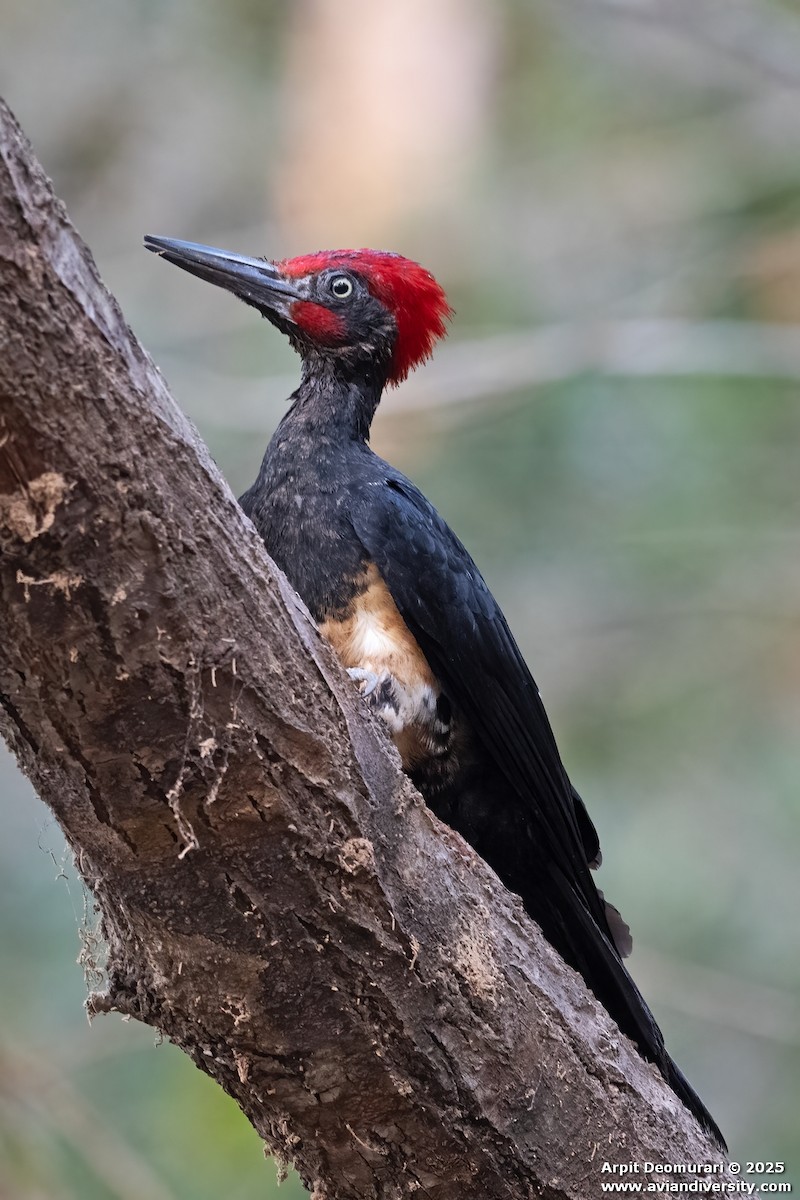 Pic à ventre blanc - ML631038846