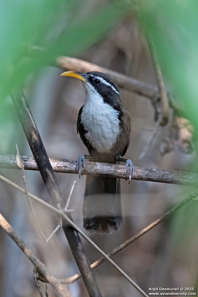 Pomatorhin de Horsfield - ML631038854