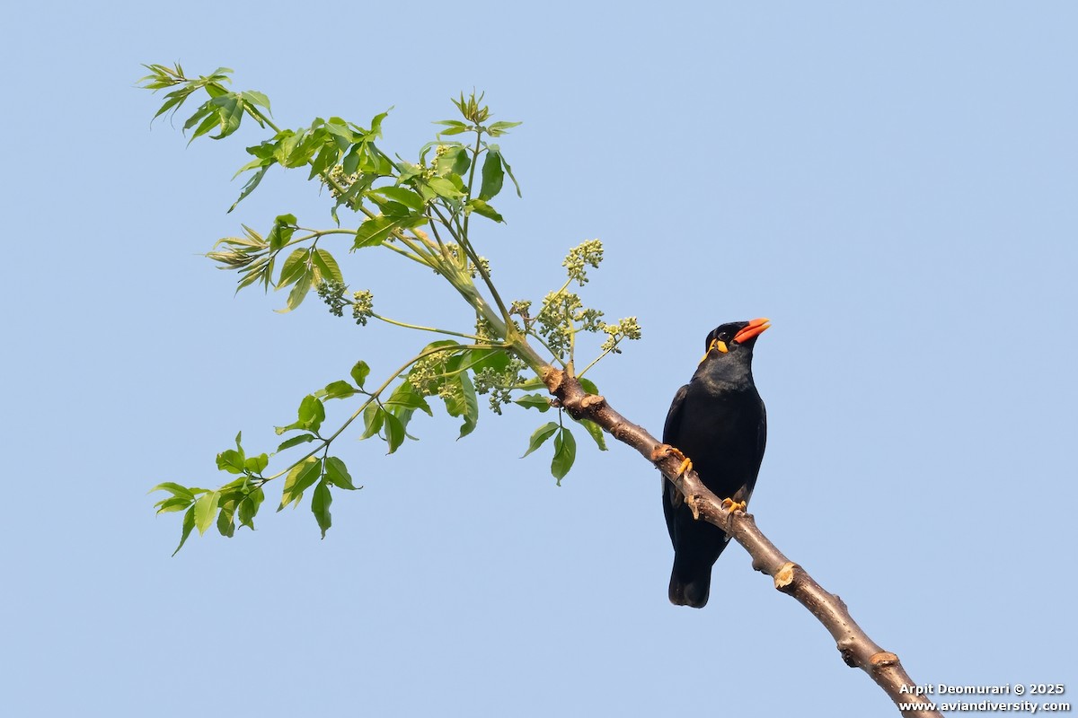 Mainate religieux - ML631038856