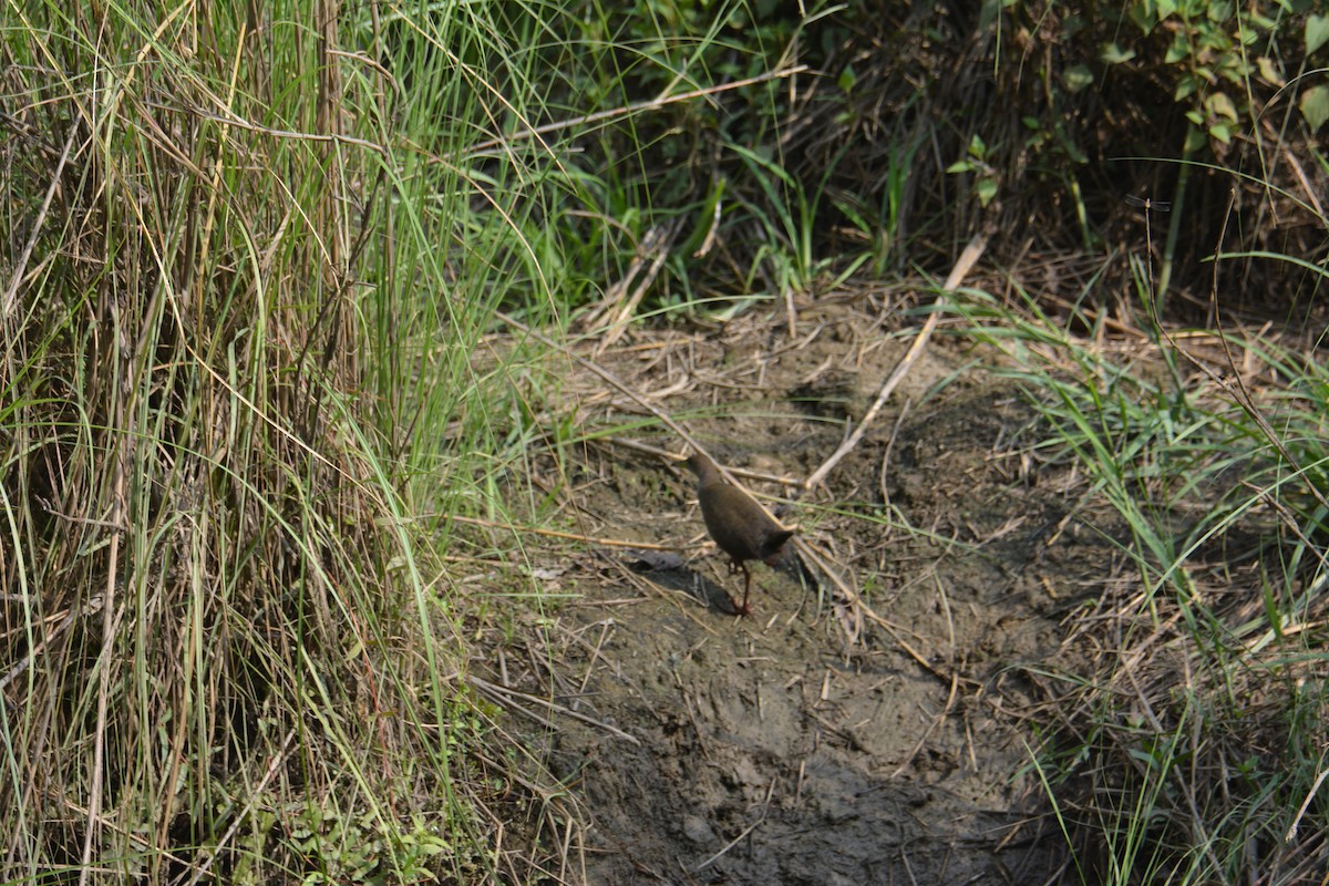 Brown Crake - ML631038994