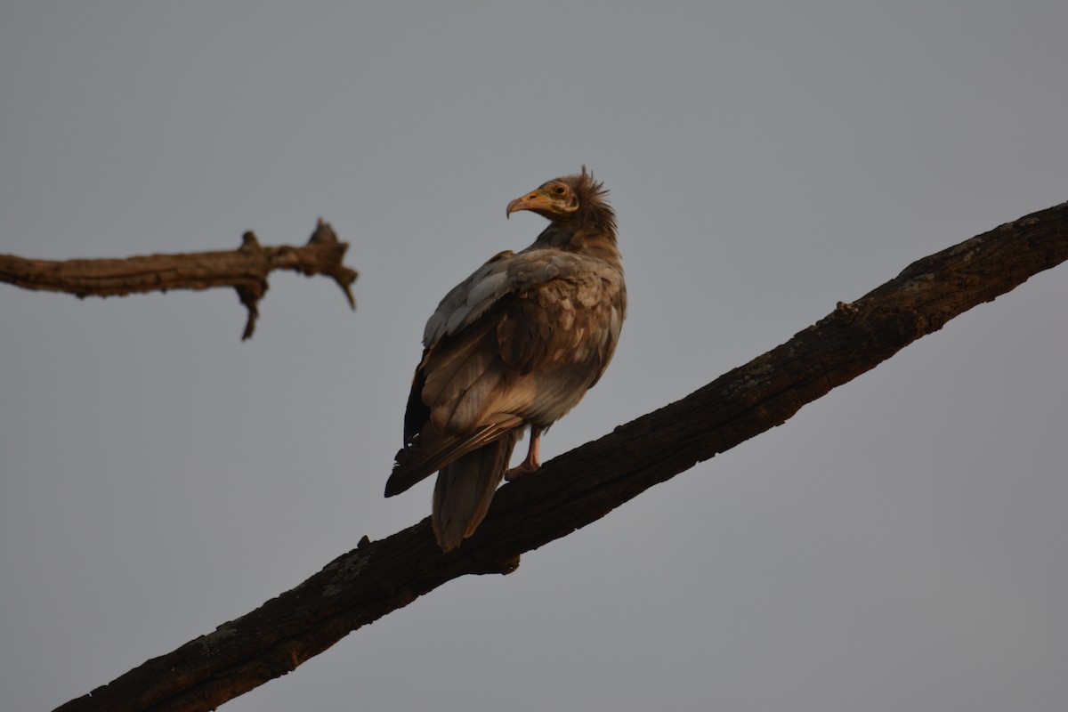 Capovaccaio - ML631039001