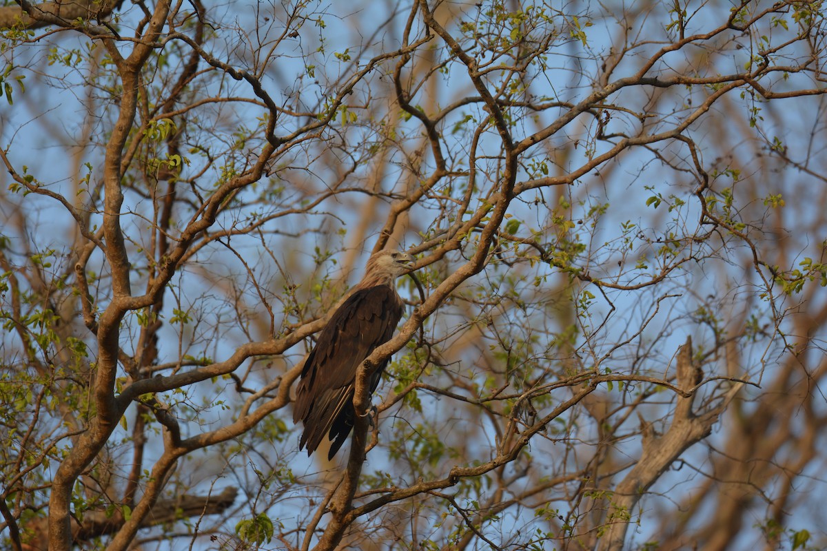 Pallas's Fish-Eagle - ML631039004