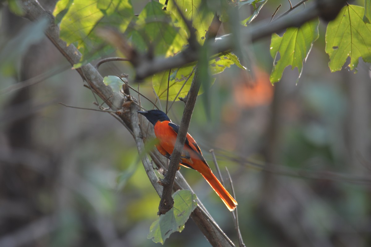 Scarlet Minivet - ML631039017