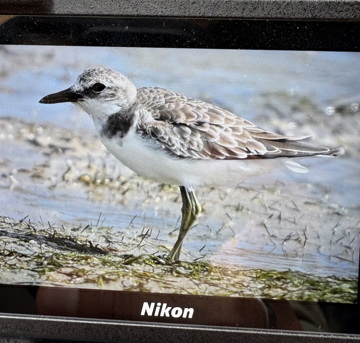 Corriere di Leschenault - ML631039049