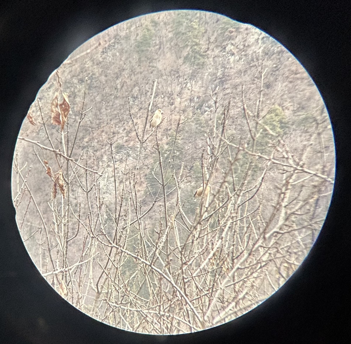 Hawfinch - ML631039087