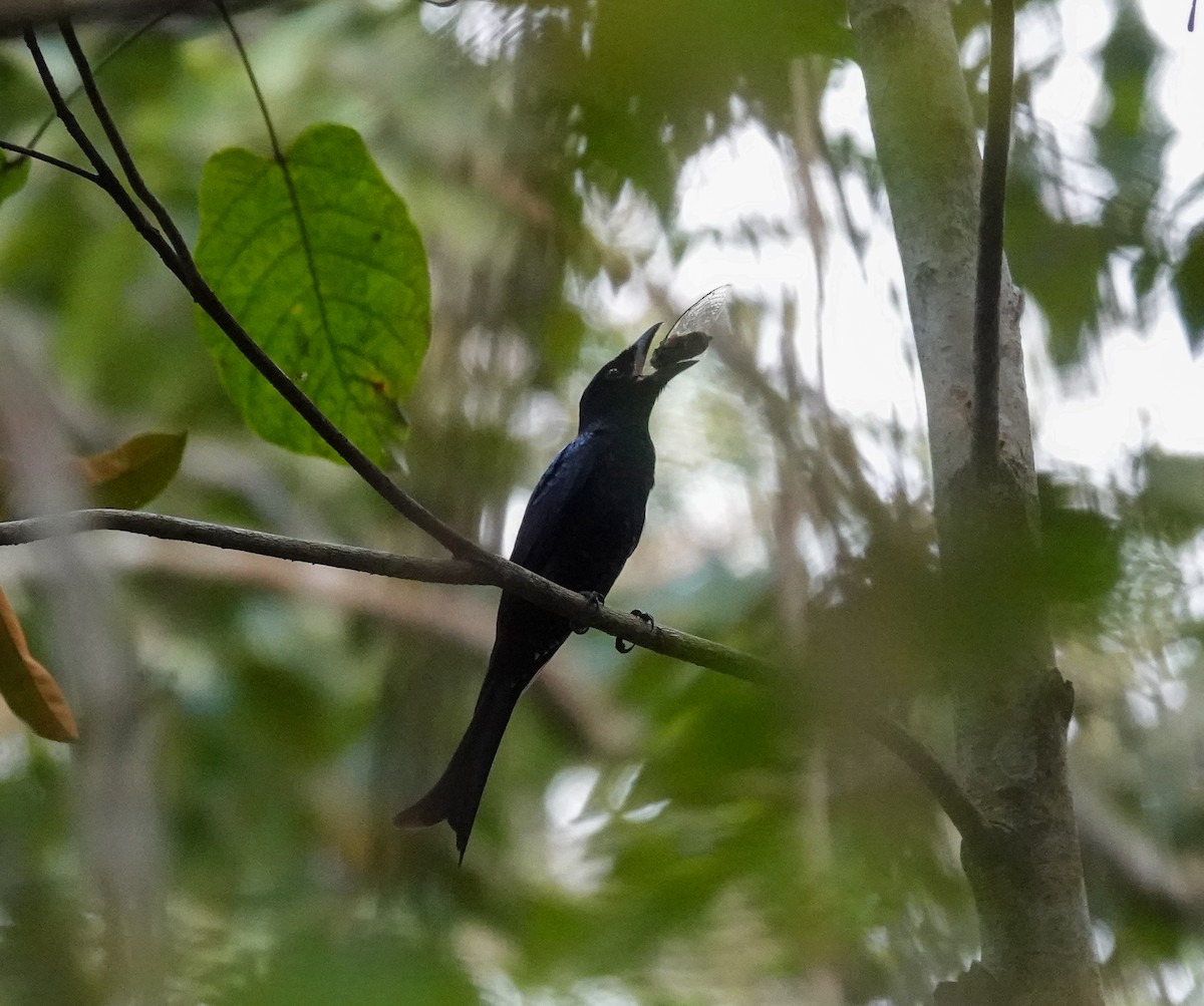 Crow-billed Drongo - ML631039091