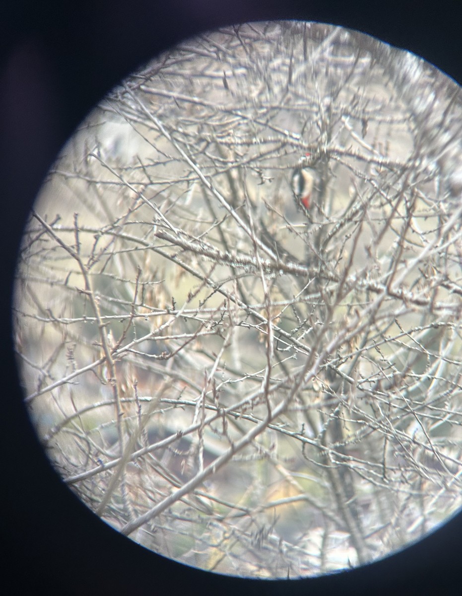 Great Spotted Woodpecker - ML631039105