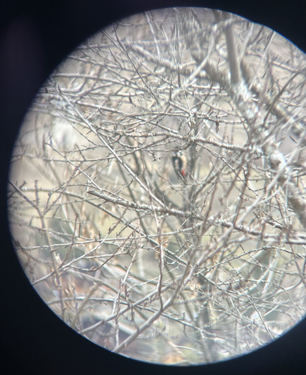 Great Spotted Woodpecker - ML631039106