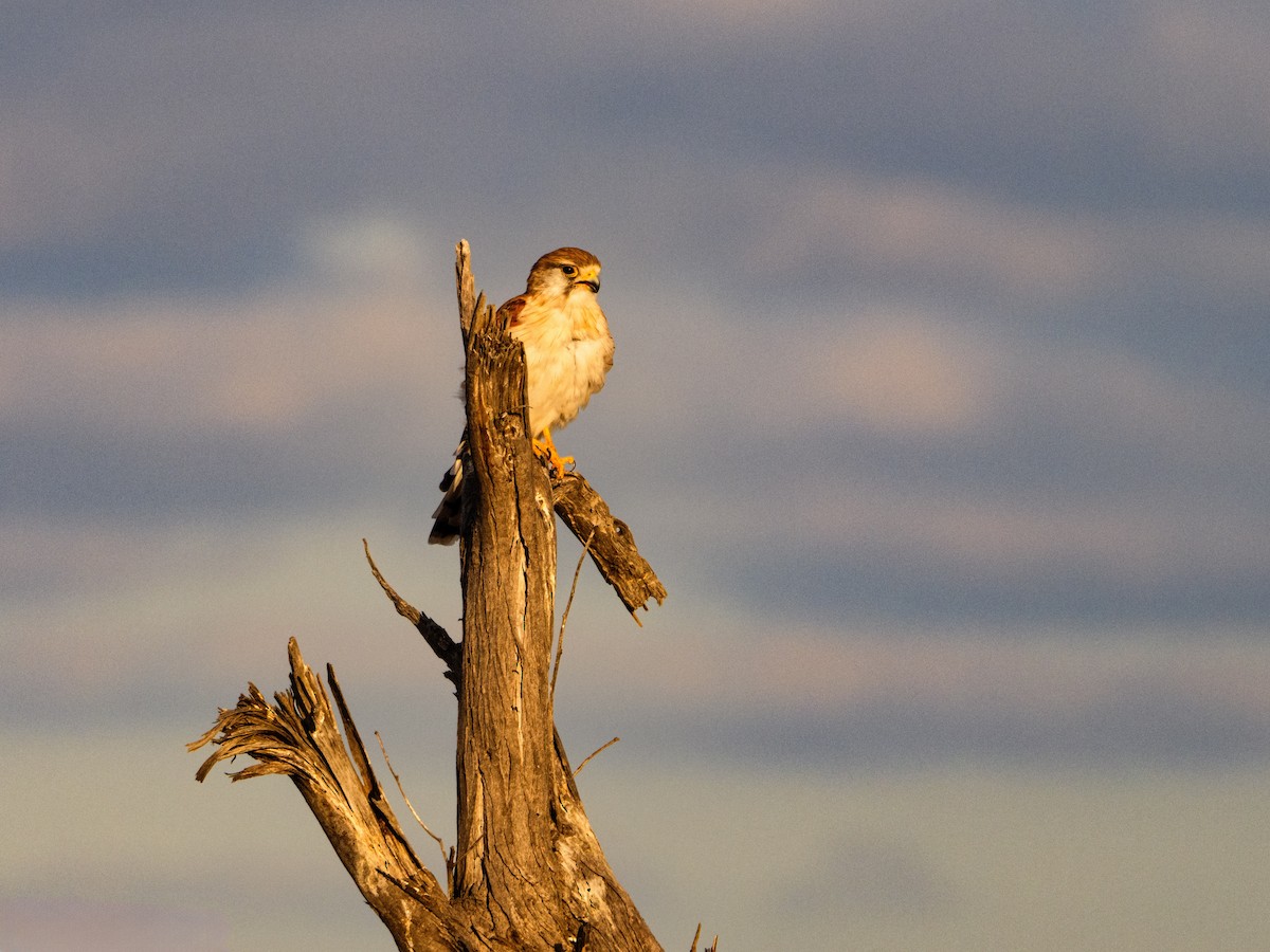Nankeen Kestrel - ML631039279