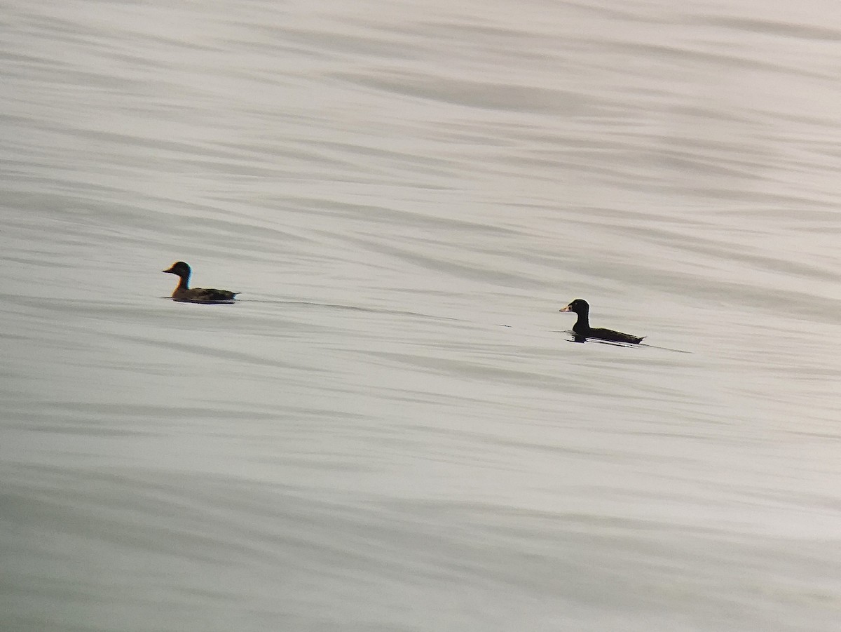 Surf Scoter - ML631039461