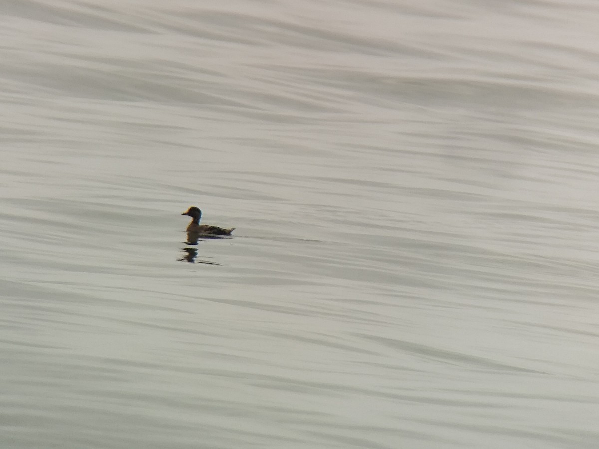 Common Scoter - ML631039509