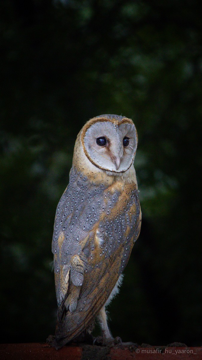 Eastern Barn Owl - ML631039774