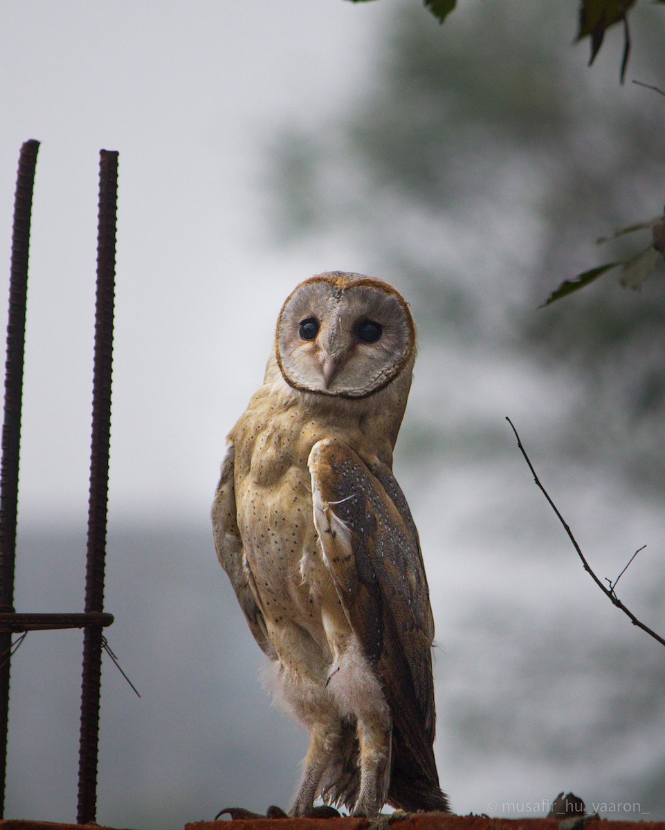 Eastern Barn Owl - ML631039775