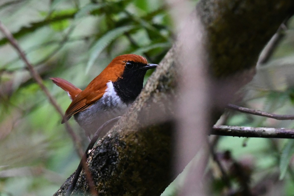 Okinawa Robin - ML631040196