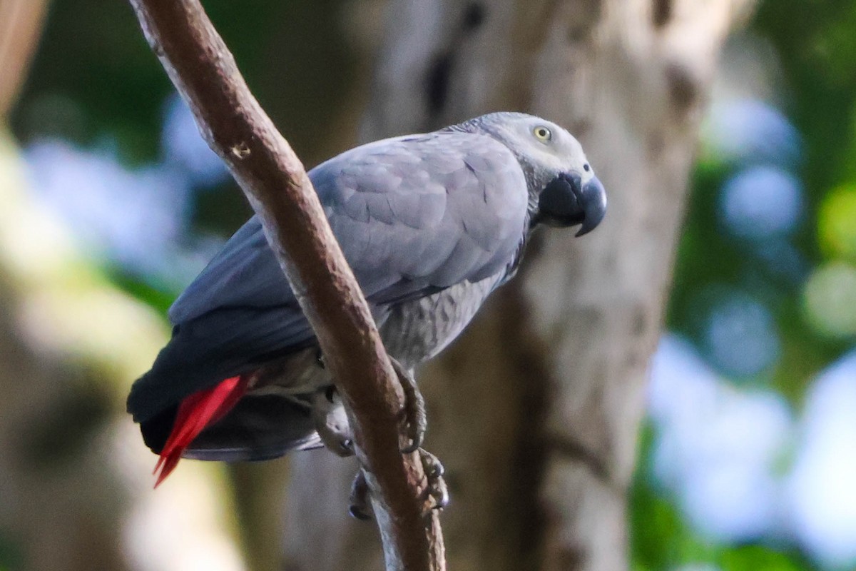 Gray Parrot (Gray) - ML631040207