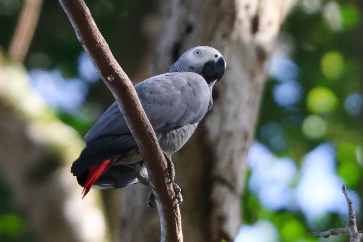 Gray Parrot (Gray) - ML631040208