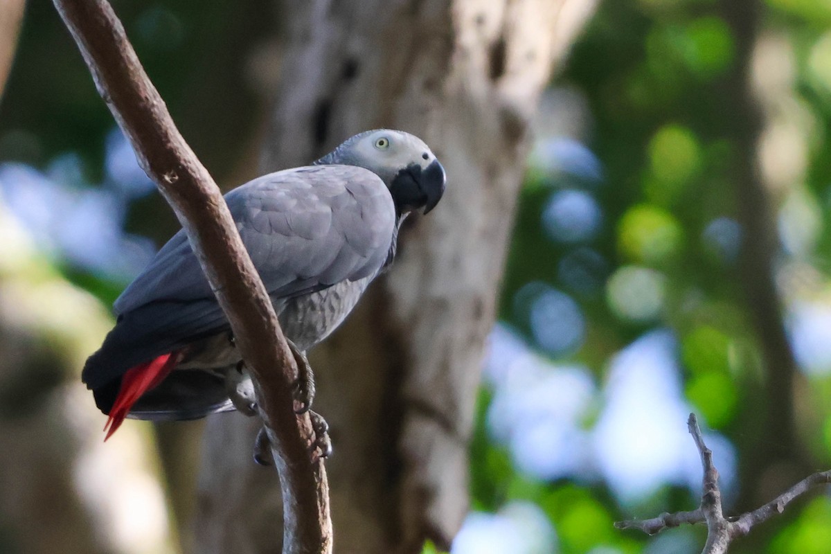 Gray Parrot (Gray) - ML631040209