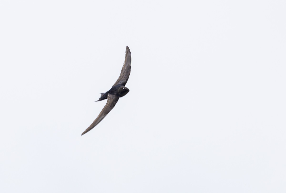 Dark-rumped Swift - ML631040241