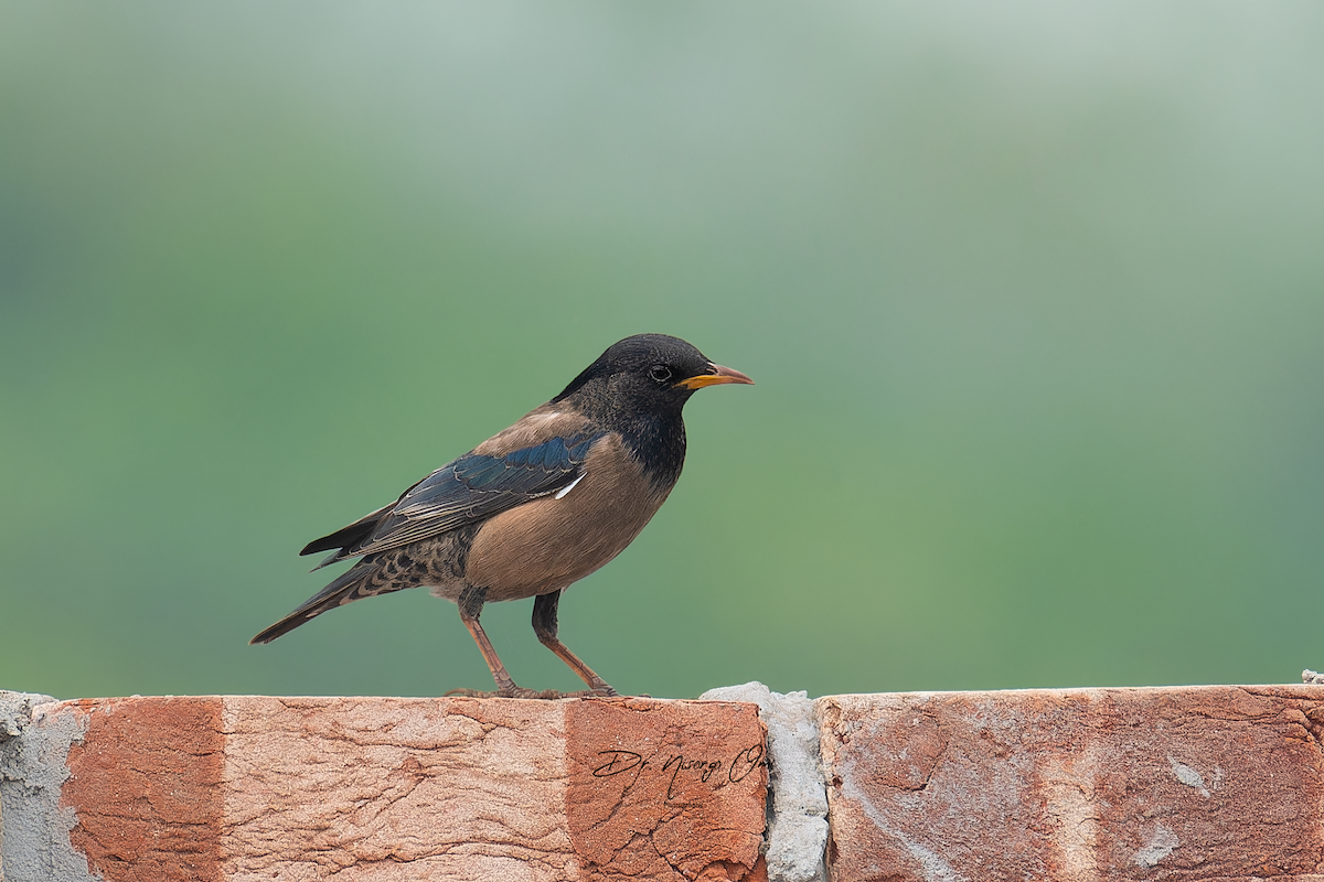 Rosy Starling - ML631040294