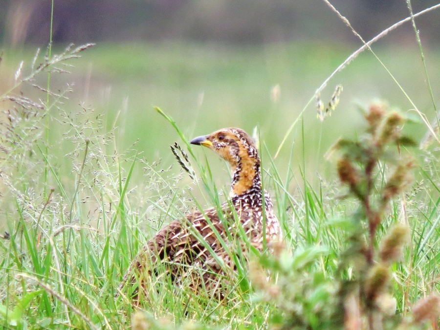 Red-winged Francolin - ML631040344