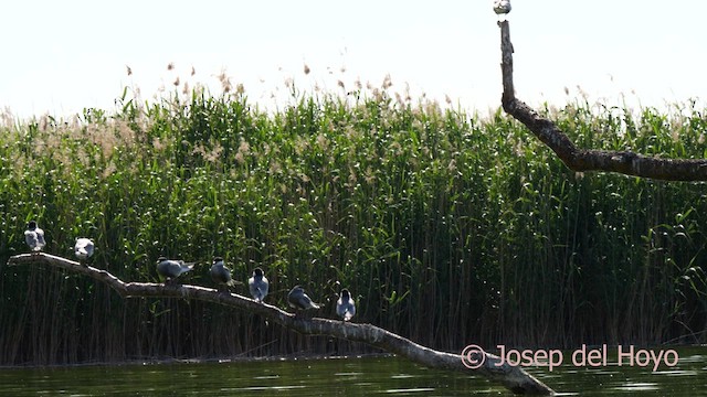 Whiskered Tern - ML631040850