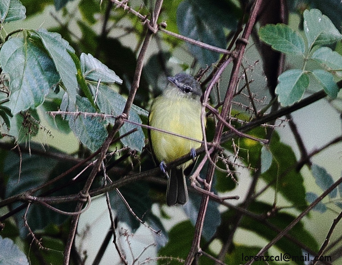 White-fronted Tyrannulet - ML631040983