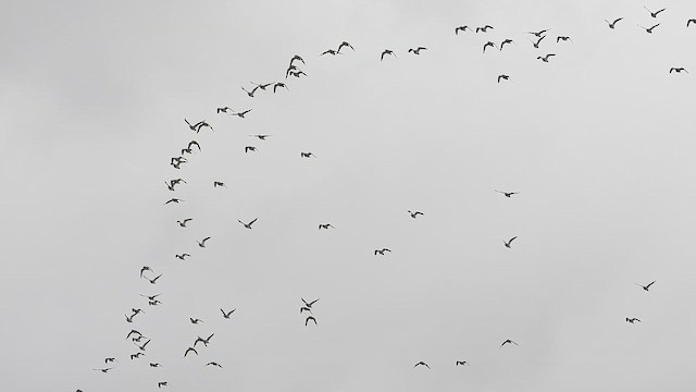 European Golden-Plover - ML631041021