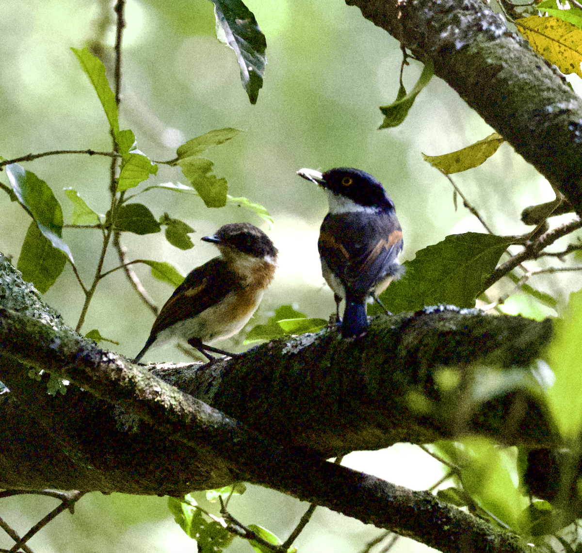 Cape Batis (Cape) - ML631041274