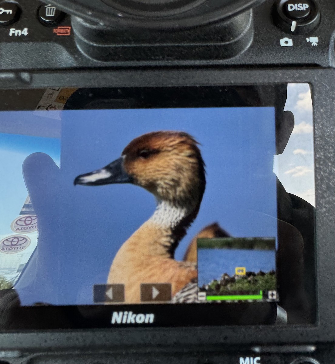 Dendrocigna fulva - ML631041671