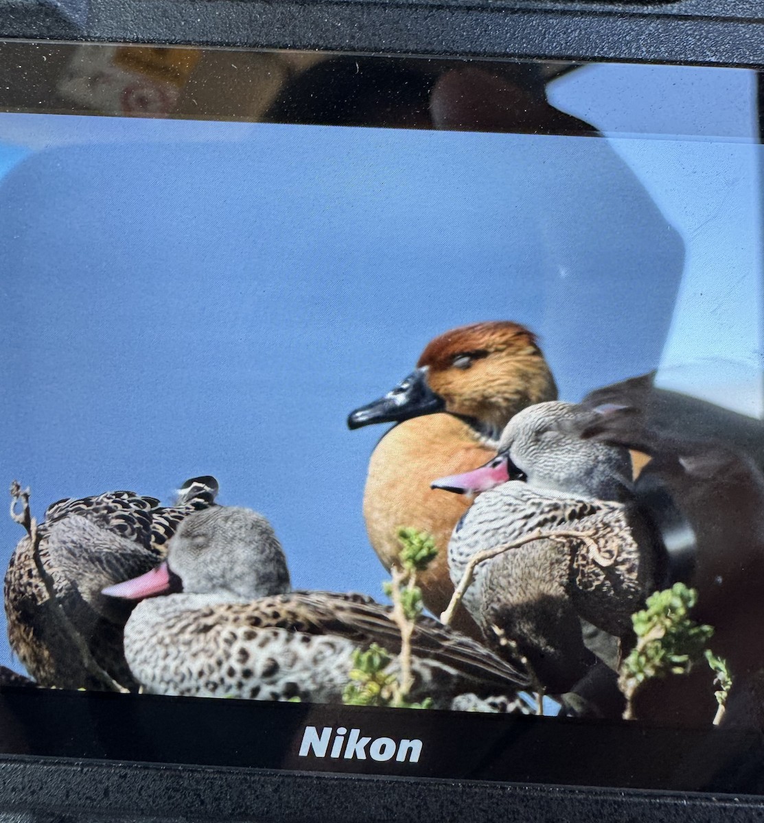 Dendrocigna fulva - ML631041672