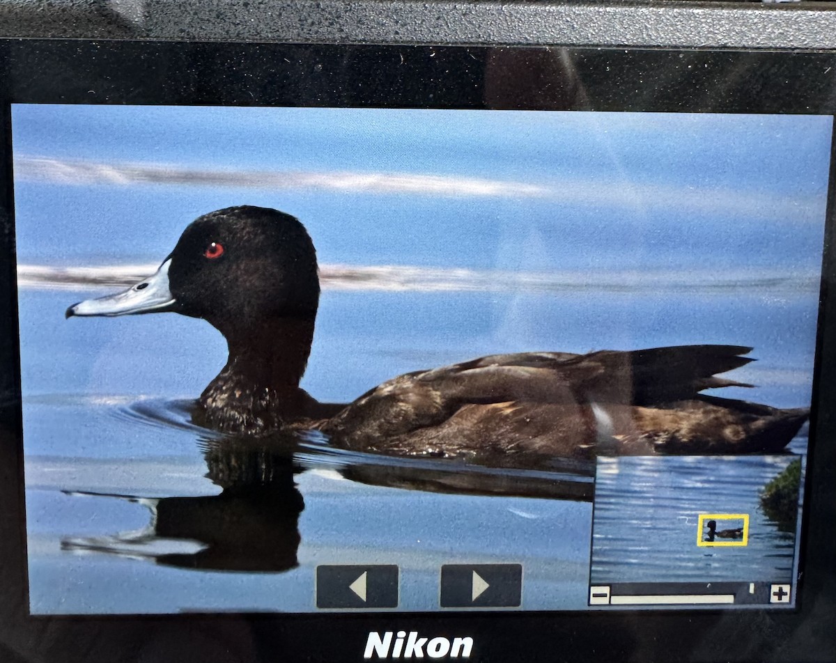 Southern Pochard - ML631041690