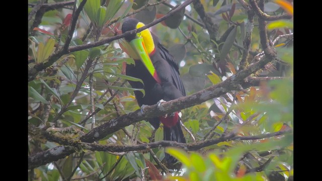 Keel-billed Toucan - ML631042129