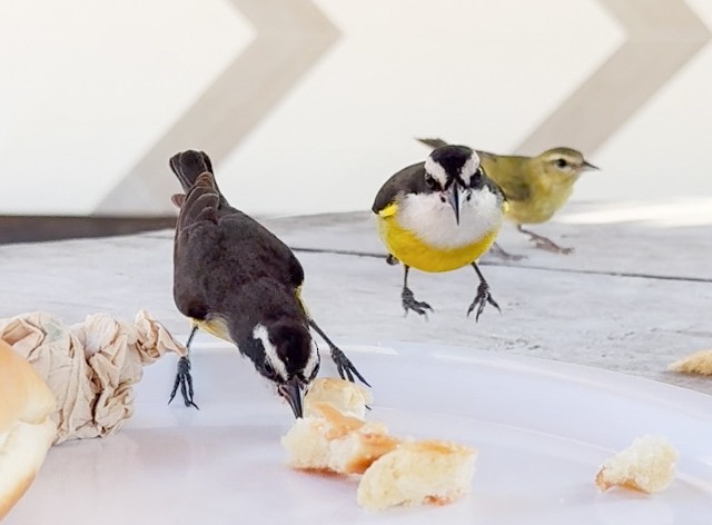 Bananaquit (Cozumel I.) - ML631042216