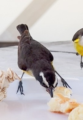 Bananaquit (Cozumel I.) - ML631042240